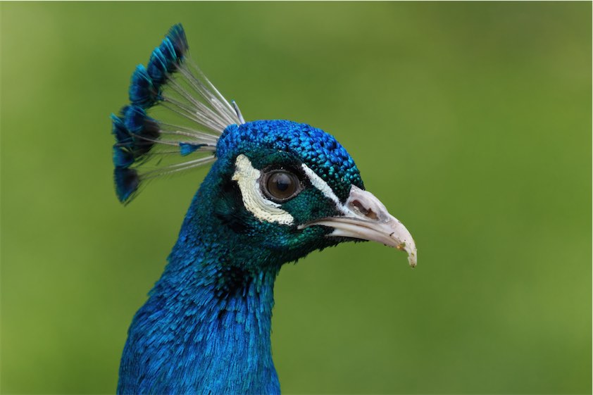 Peacock 0506